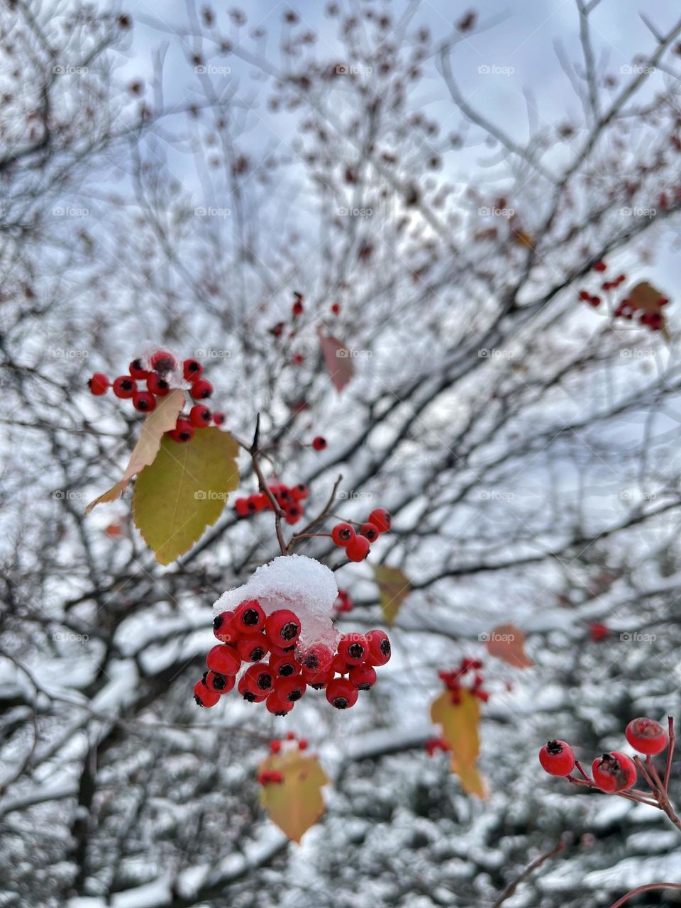 The only red seeds sparks under the snowy ice