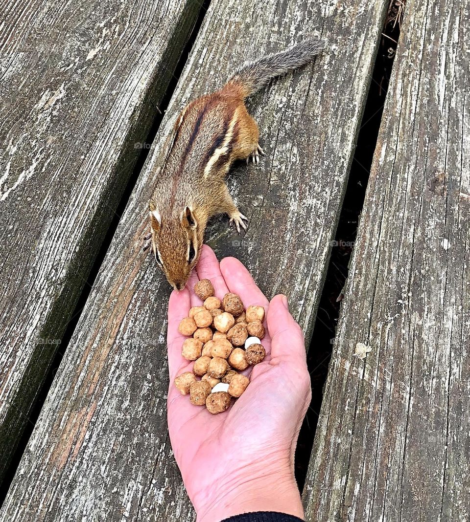 Brave Chipmunk