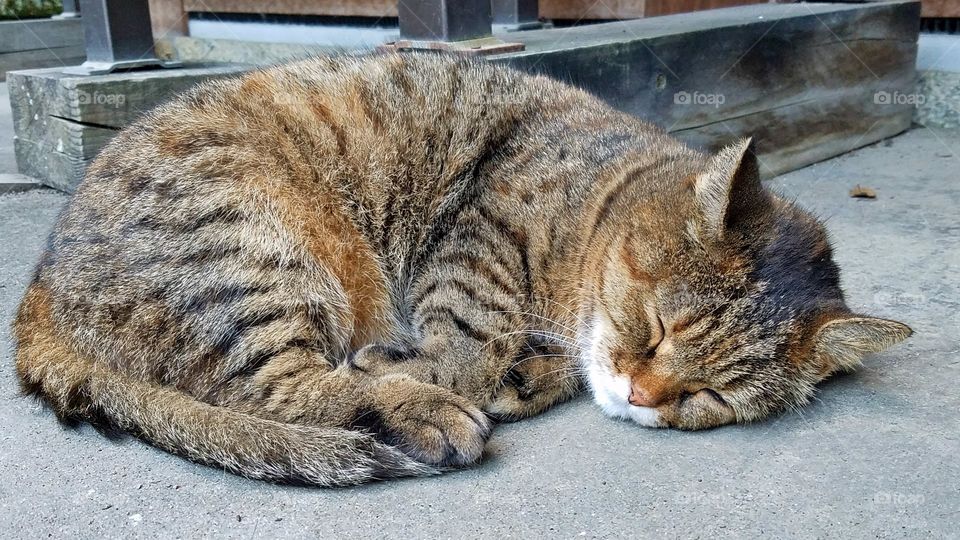 Sleeping cat