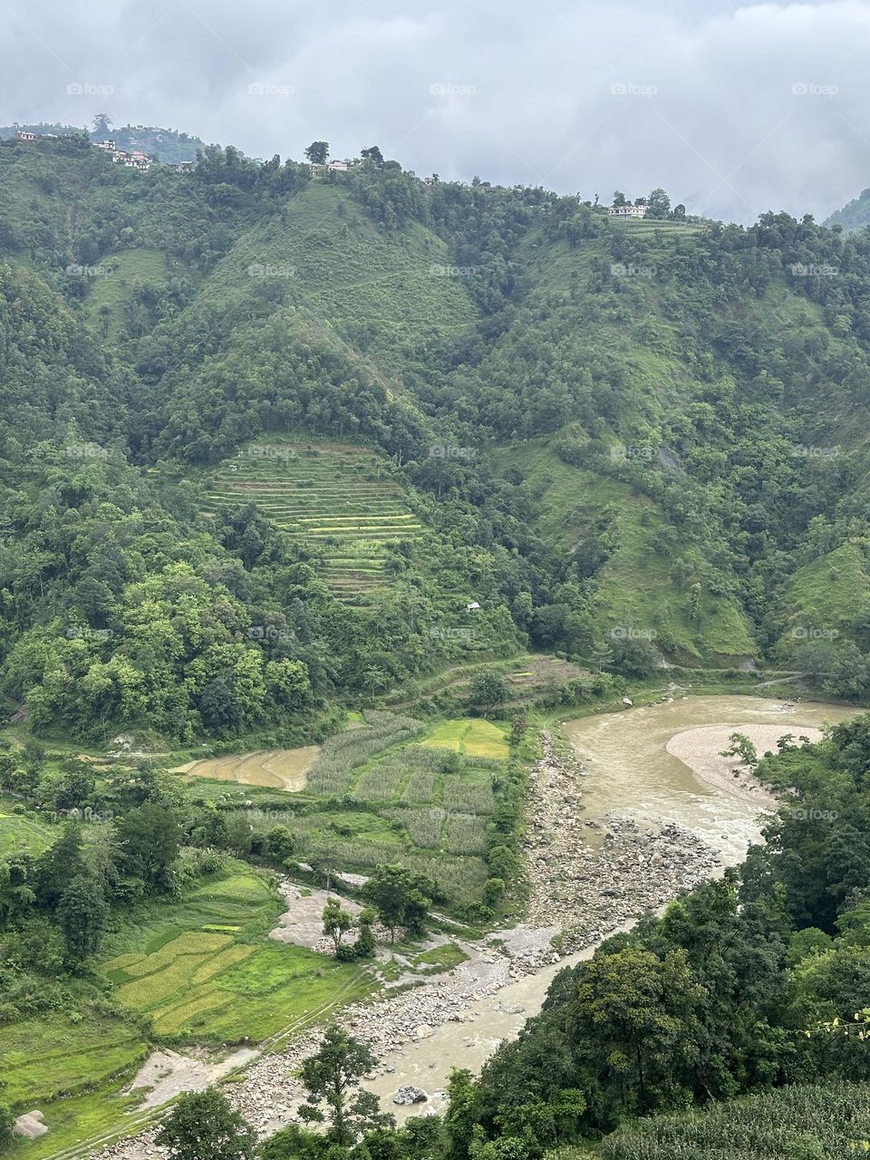 Green forest mountain during spring