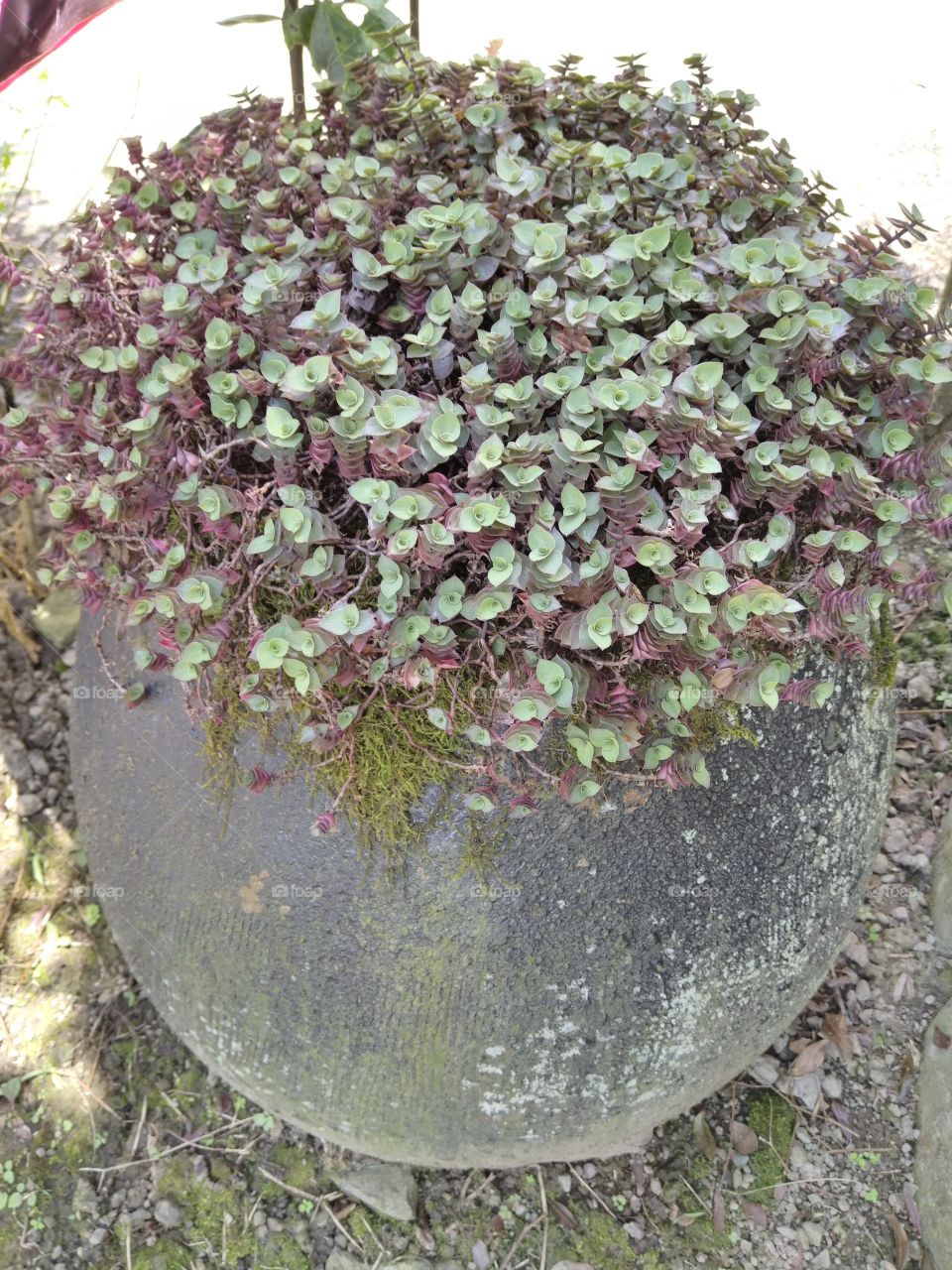 a cute little purple plants in a pot