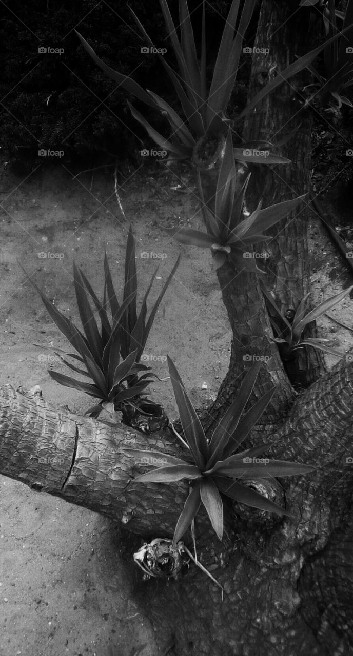 Young Yucca plant outdoors in beautiful tropical sunny day of summer