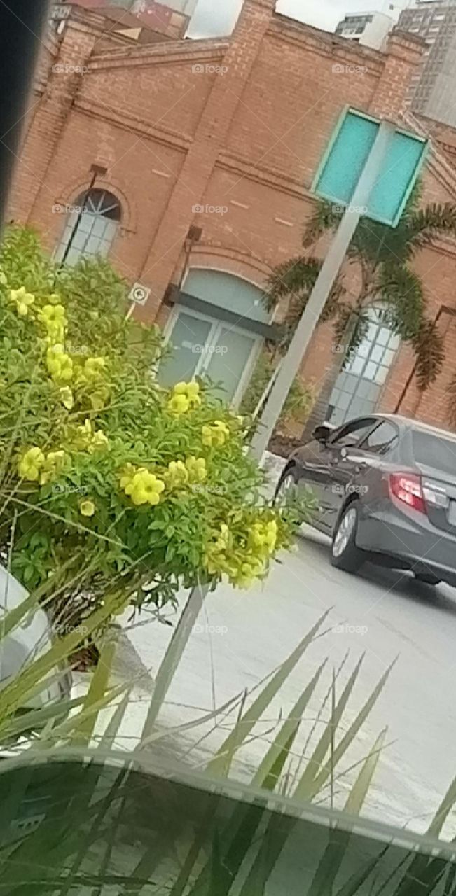 This is Spring Flores amarelas e belas, representam alegria e prosperidade