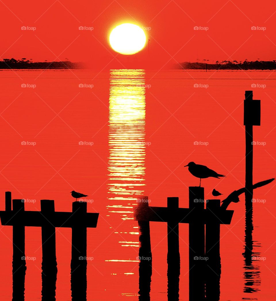 In the glow of the sun as takes its final bow, let’s stand in awe of the beauty it leaves behind - A silhouette of birds perching on the dock and shimmering golden glow across the waters surface. 