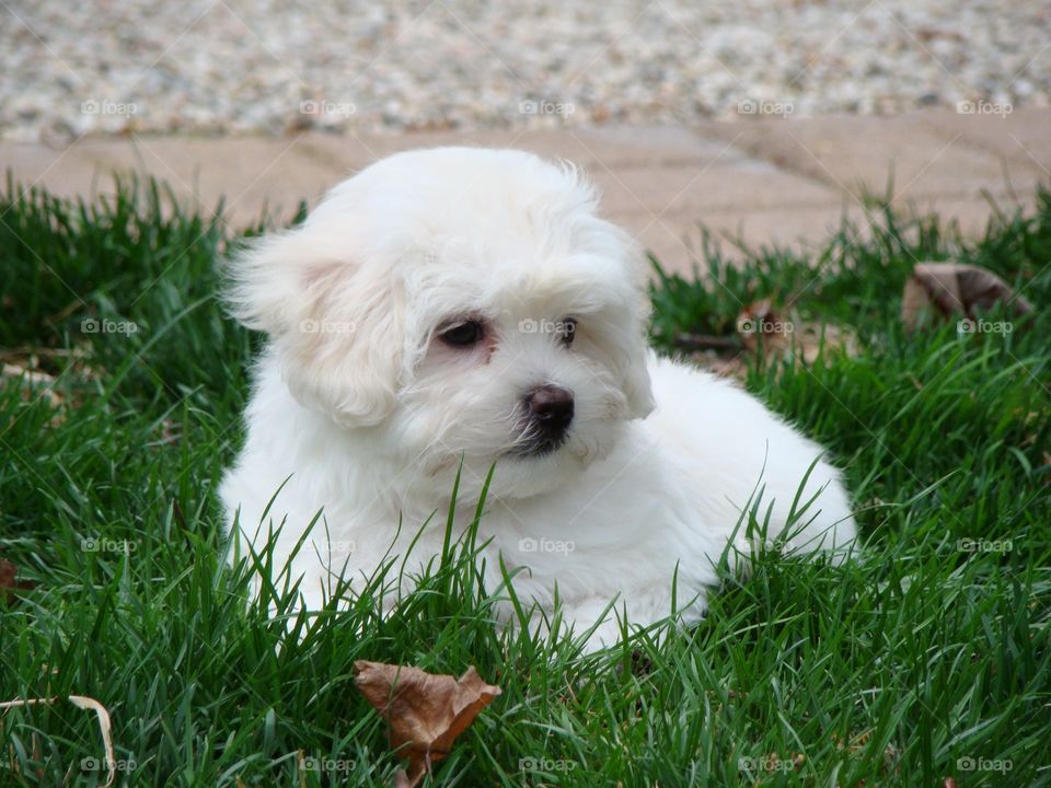 Havanese 