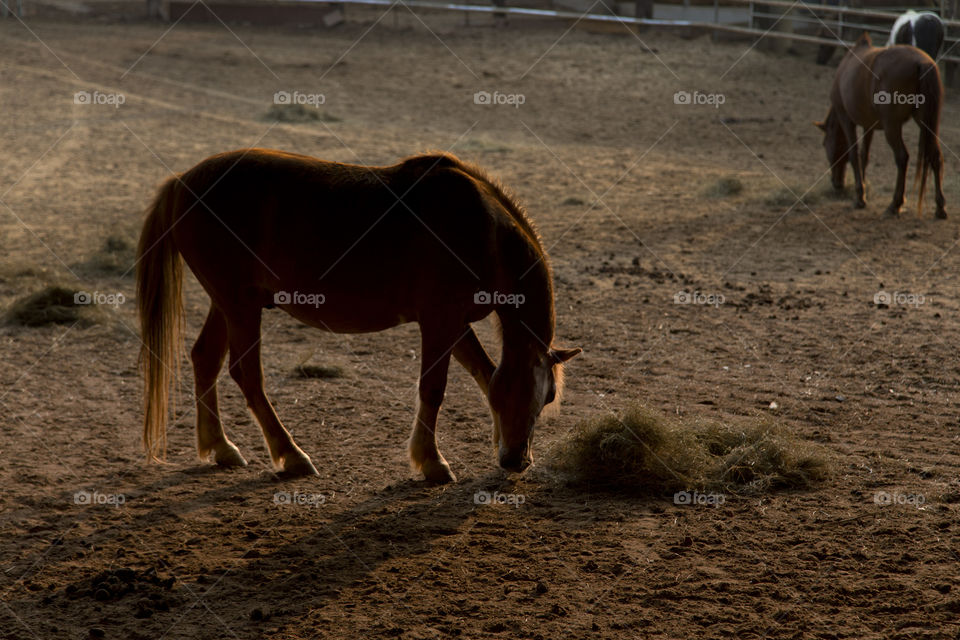 silhouette of a horse in the ranch.in the evening  during golden hour