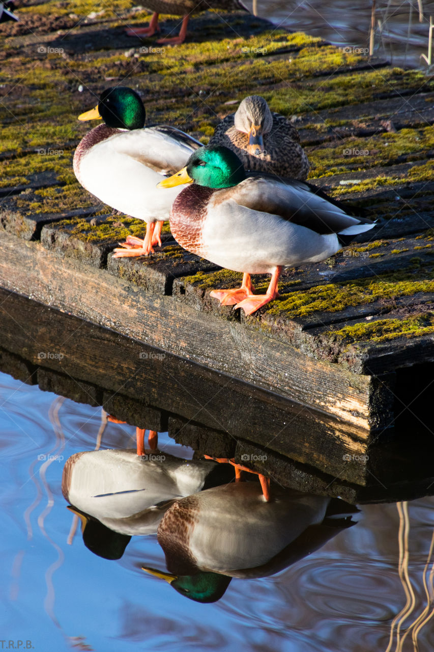 mallard ducks sitting on the dock in the Bay