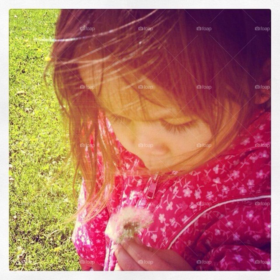 Dandelion fluff