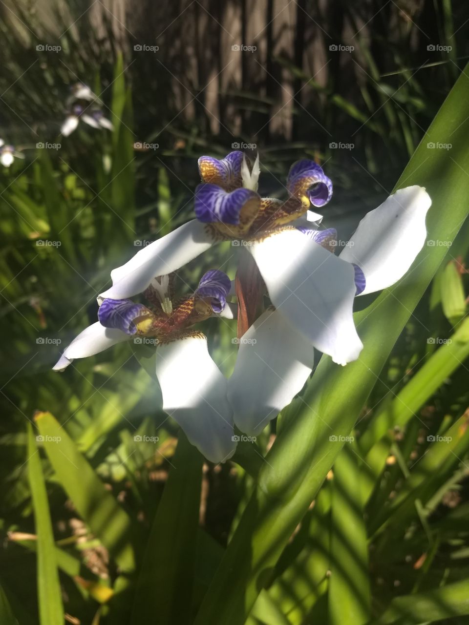 iris flower