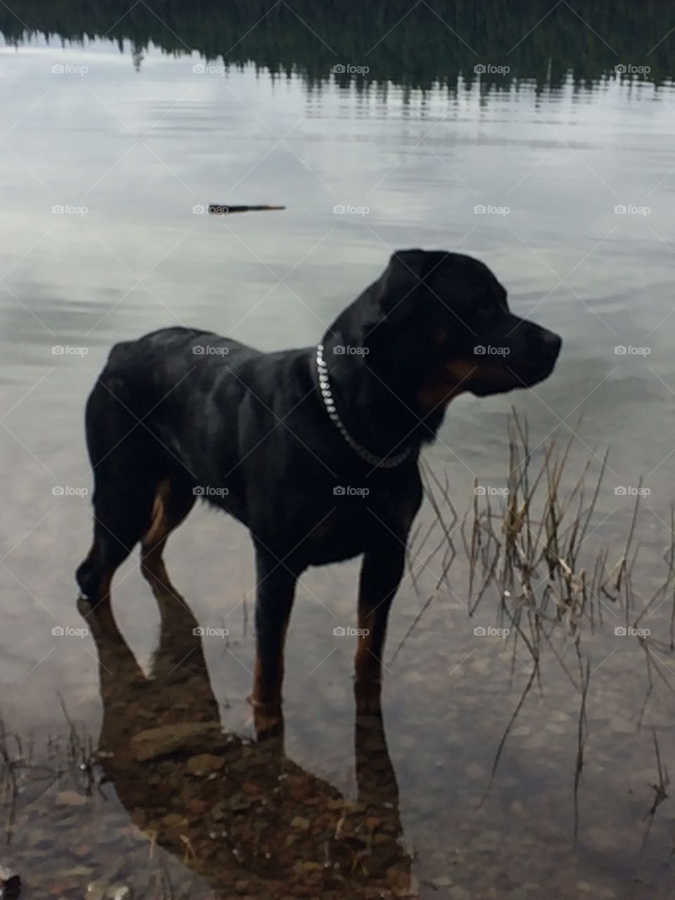 The Rottweiler Guarding the Lake