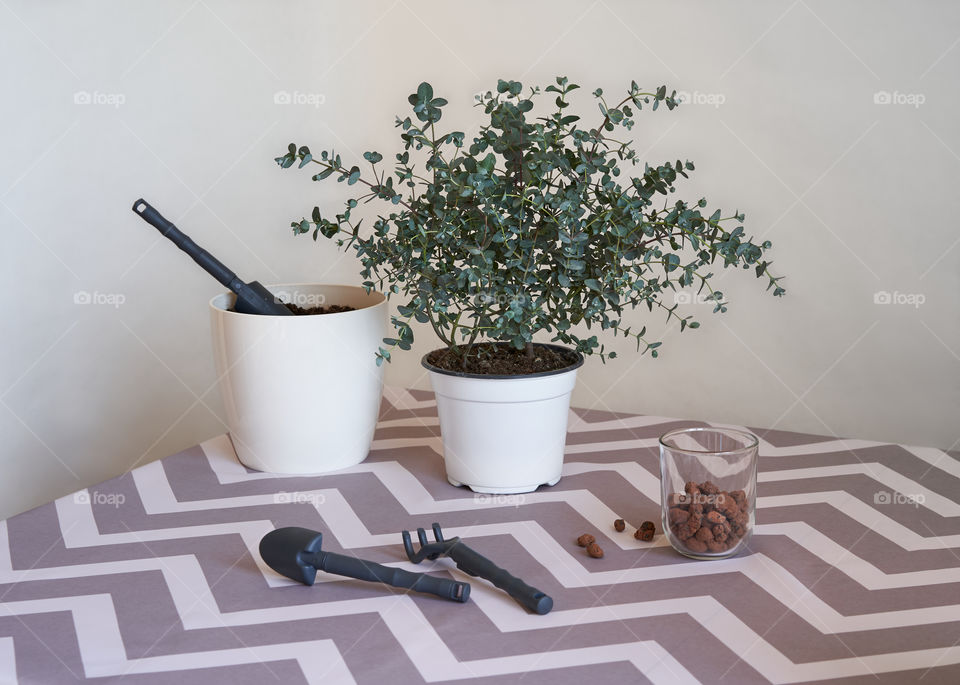 Preparing for repotting eucalyptus plant. 