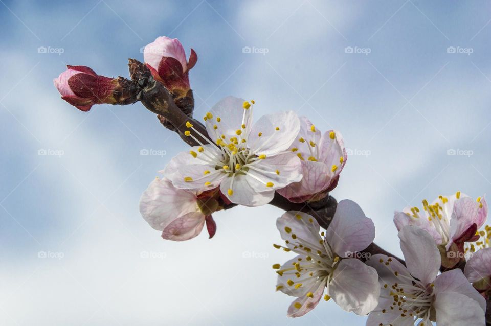 Branch of blossoming apricot.