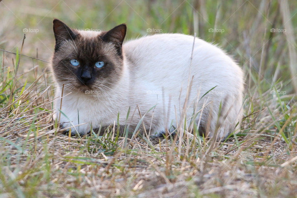 Cat in a field when traveling to Spain