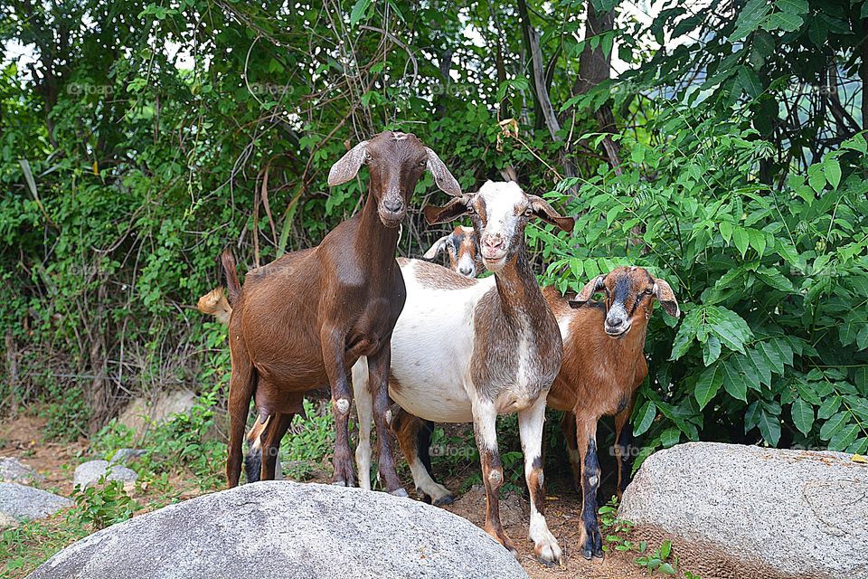 
Curious Goats - Fun animals and pets - Two of the most popular pets are dogs and cats. Others include farm animals and rescued animals