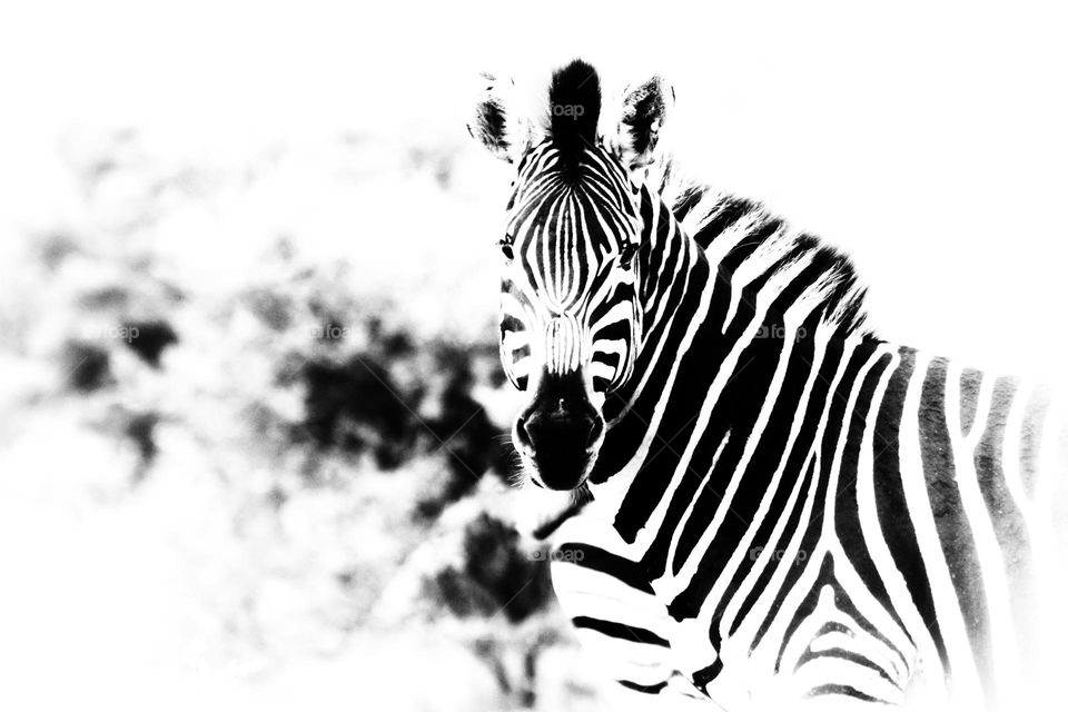 silhouette of a zebra.