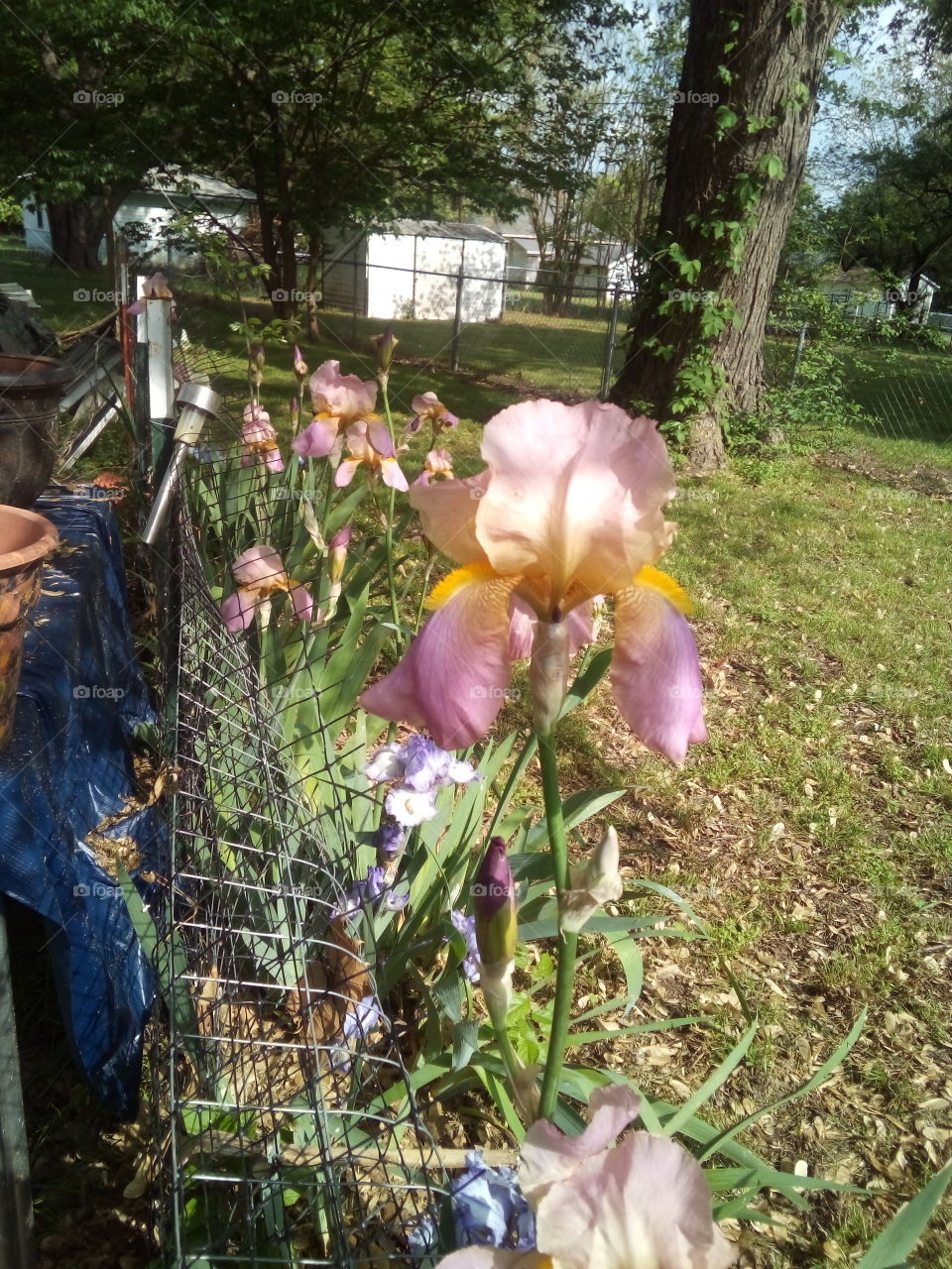 more and more blooms and colors everyday makes my heart feel better.hope to put a smile on your heart to.