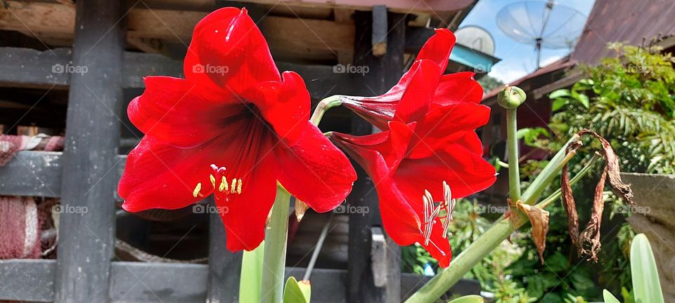 flower at samosir island