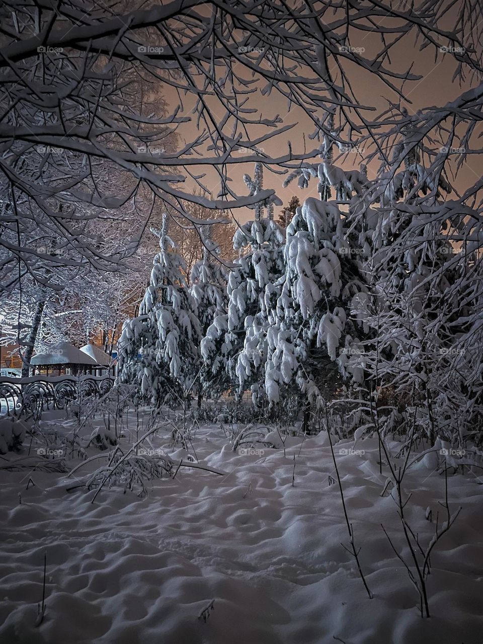 Night scene in winter forest