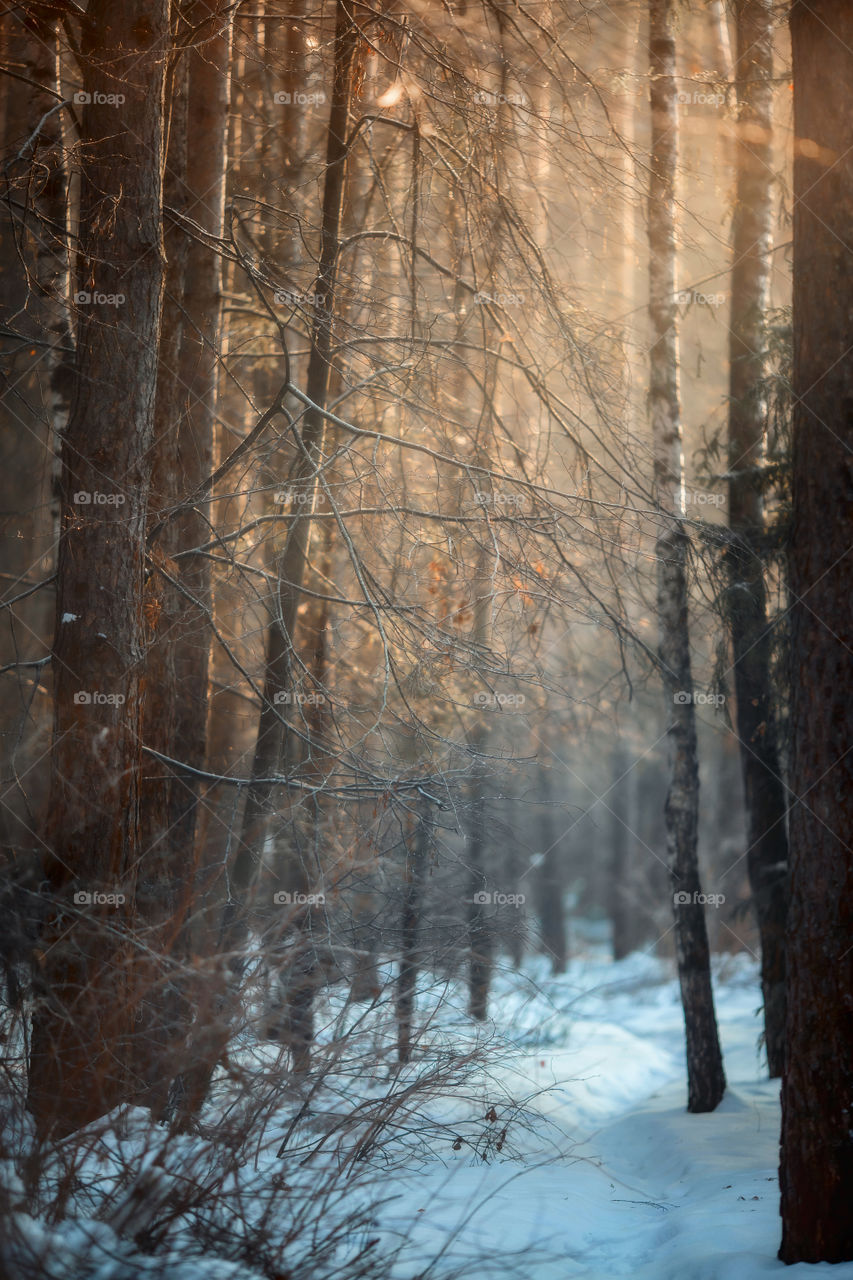 Winter landscape with forest at sunny day