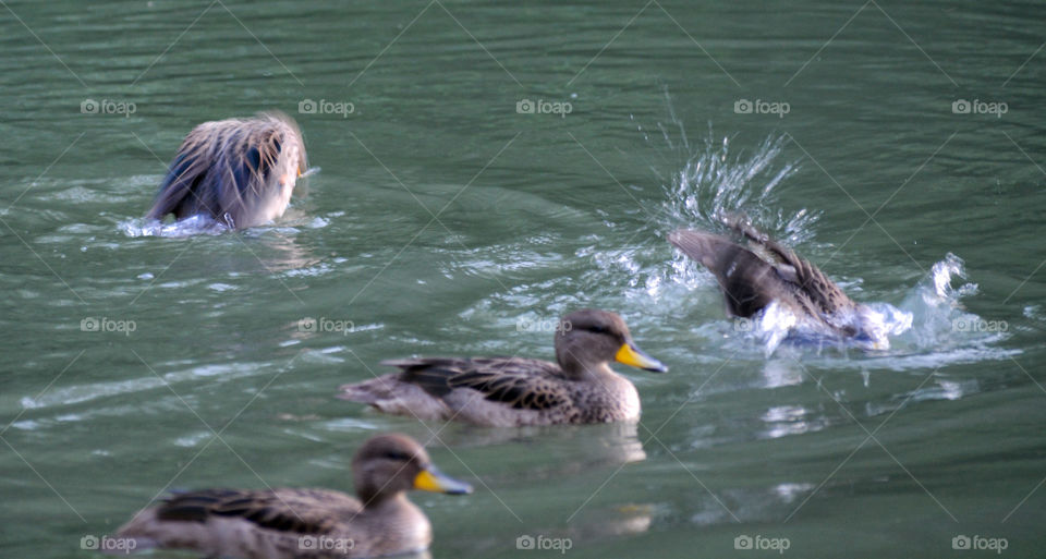 Family ducklings in the lake at park outdoors nature landscape ducks wildlife animals green water background
