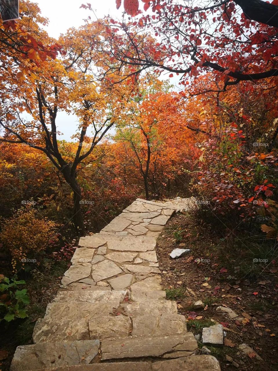 Maple leaves in autumn