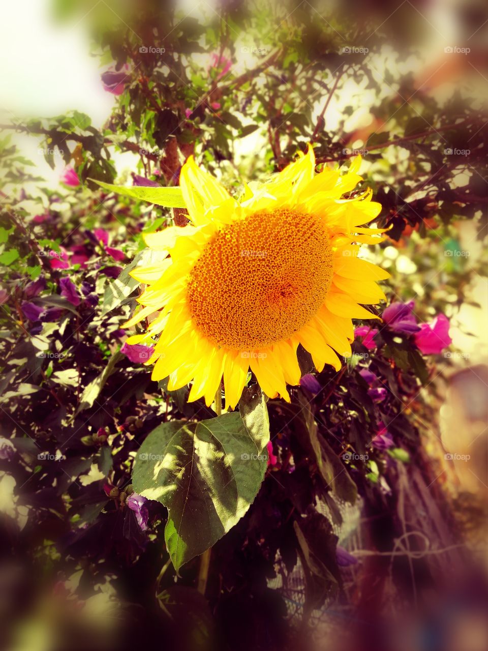 Girasole