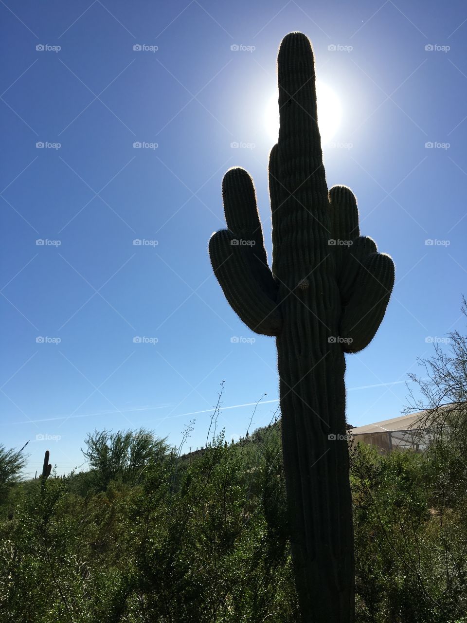 Saguaro