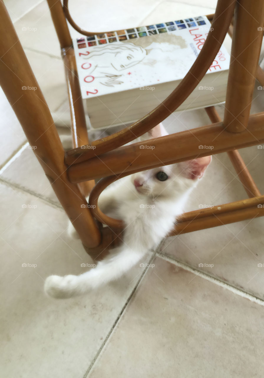 Kitten in chair
