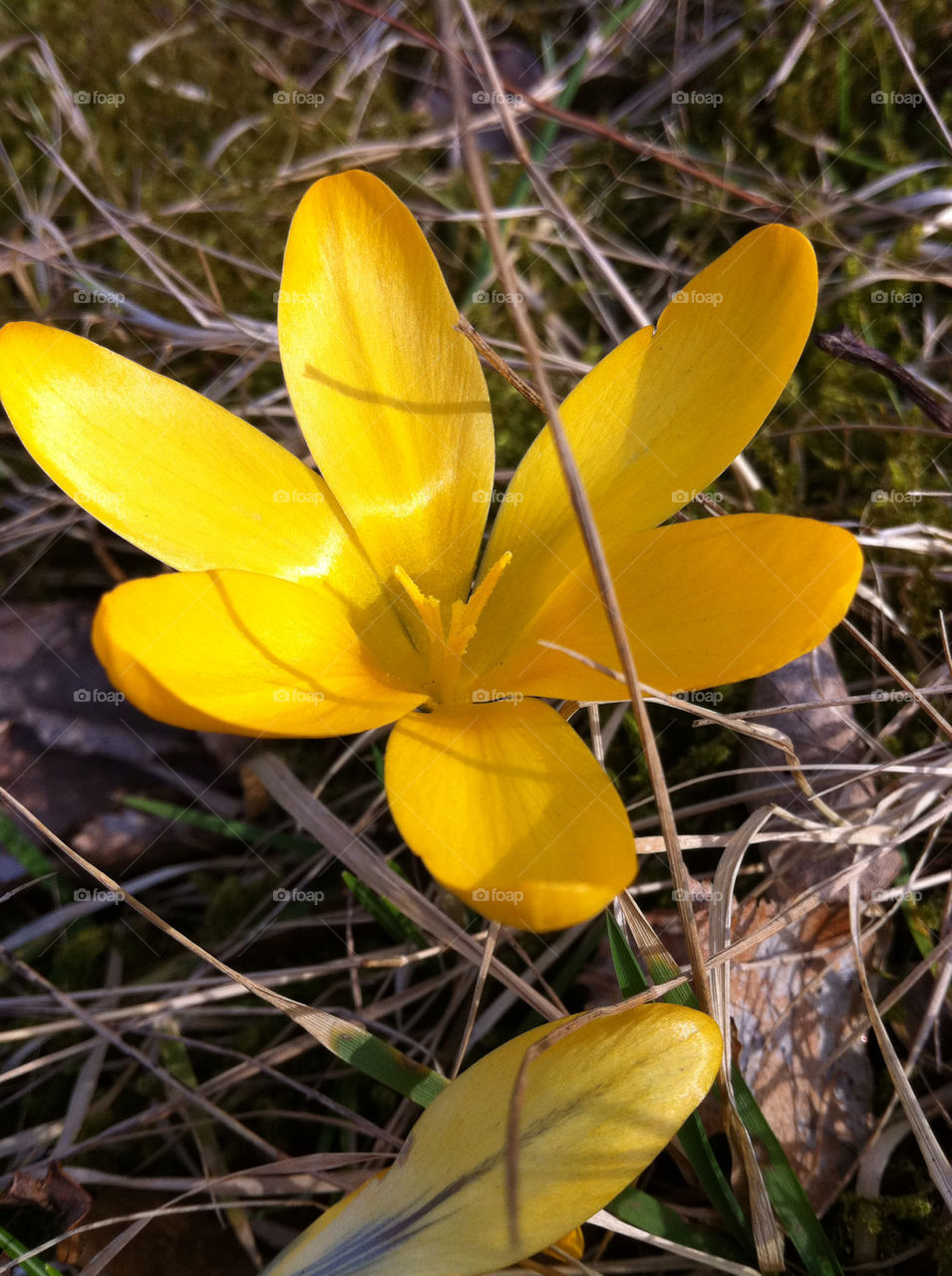 sweden spring botany nature by bj