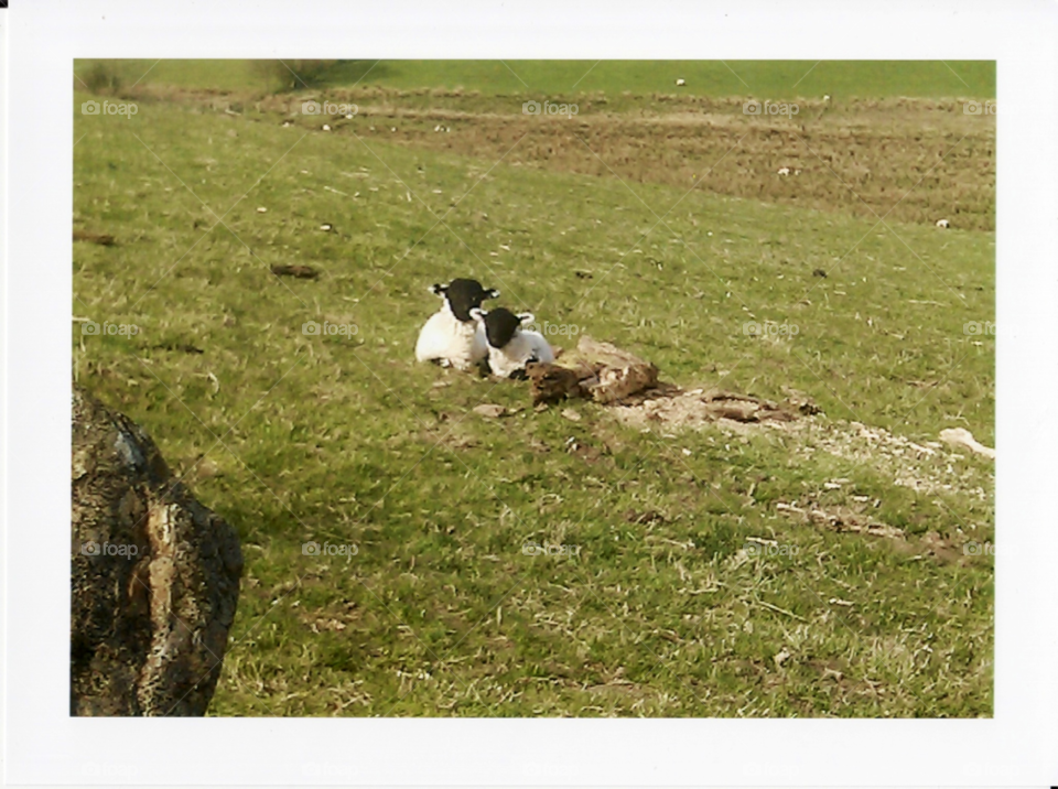 fields countryside spring new born by clarkie28