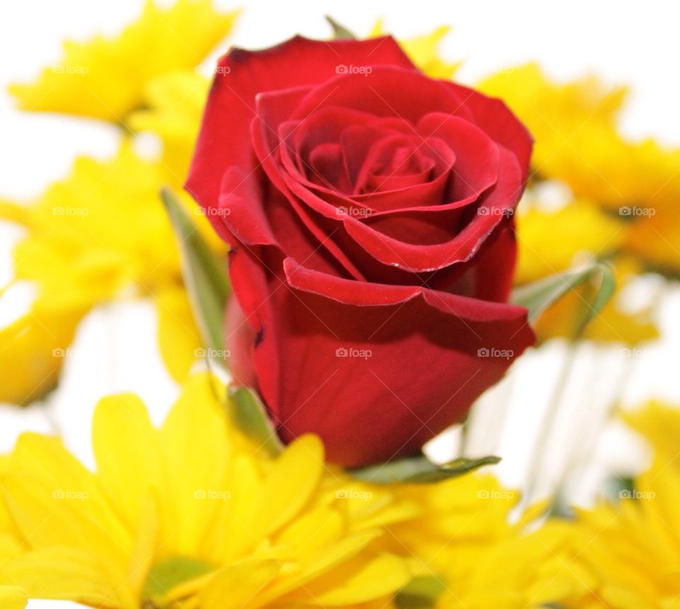 Red rose and yellow daisies