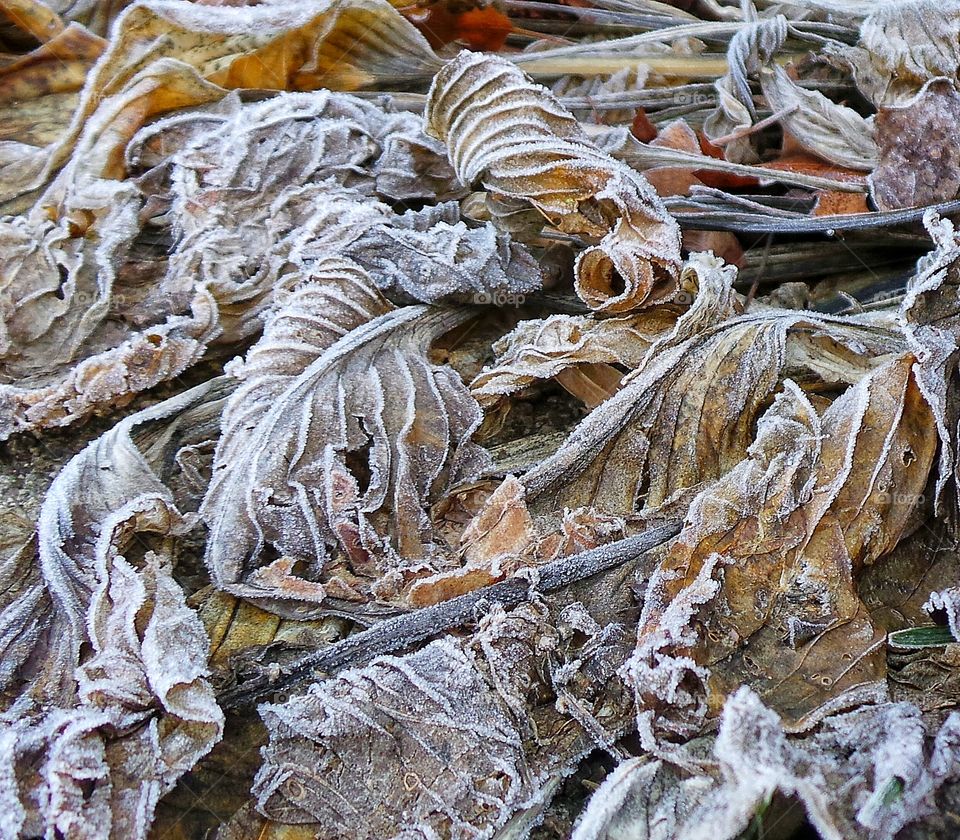 Frozen leaves