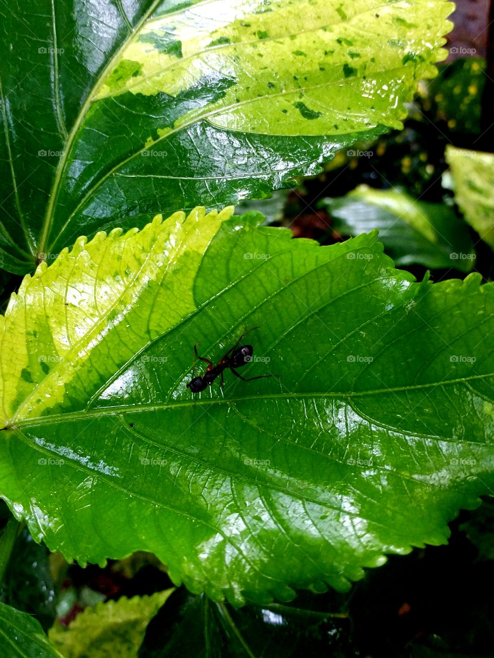 black carpenter ant on leaf