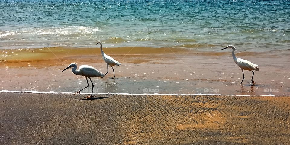 Migratory cranes at Kollam beach, Kerala