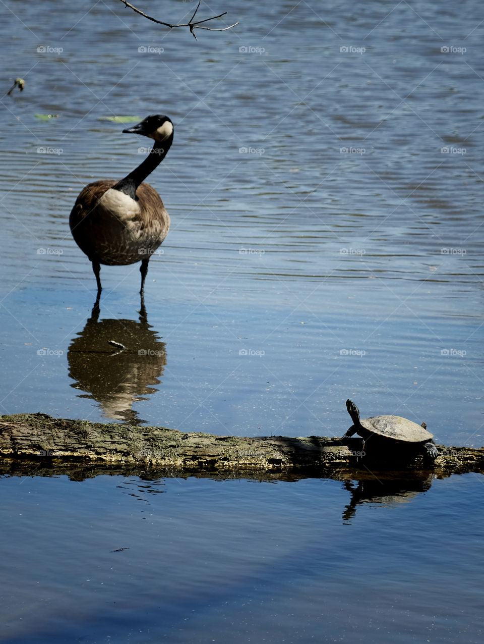 A Canadian goose and a yellow-bellied slider share the pond at Yates Mill County Park in Raleigh North Carolina, Triangle area, Wake County. 