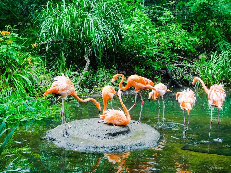 Flamingos