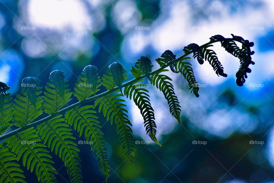 Fern in the tropical rainforest of east Hawai’i