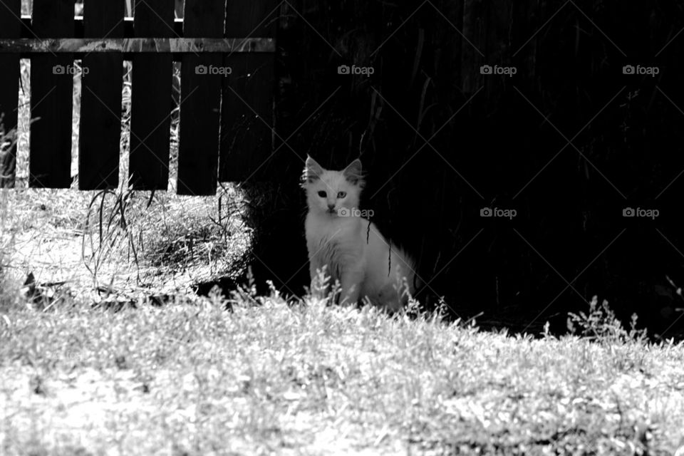 Cat in the garden