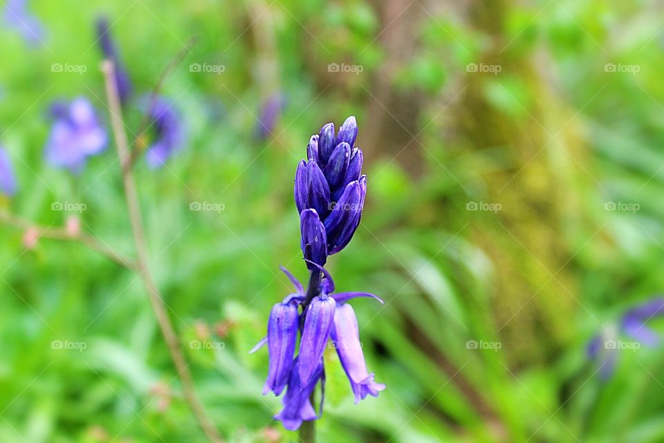 Bluebell closeup 