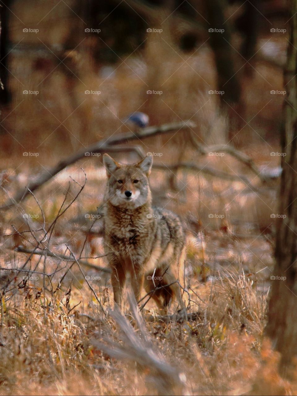 coyote