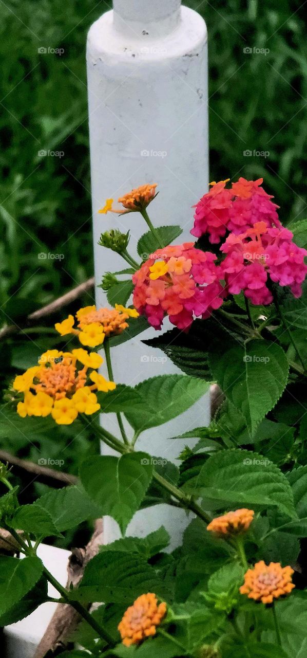 Lantana camara