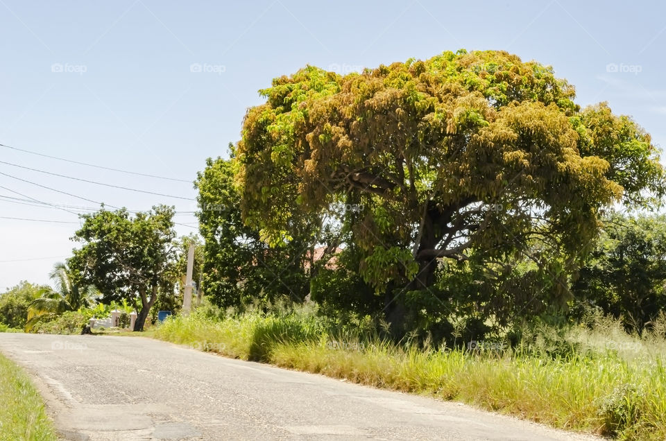 Young Leaves On Mango Tree