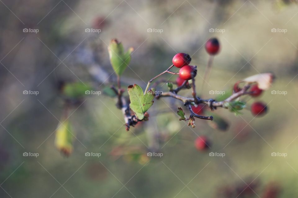 red berries