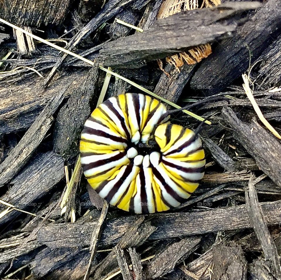 Monarch caterpillar circle 