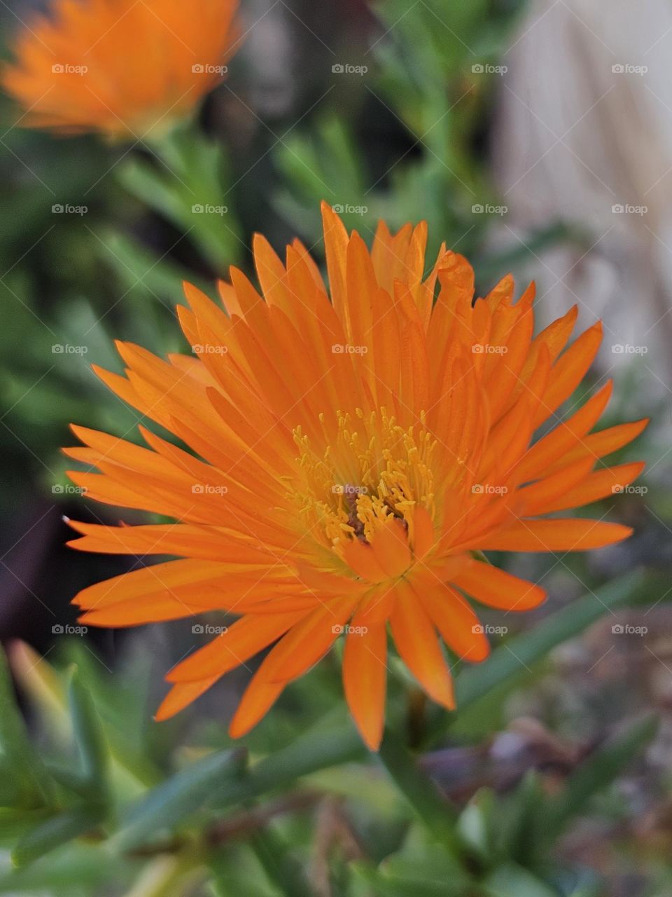 An orange flower of the Trailing Ice plant, or Lampranthus spectabilis, is a gardeners choice for spring bloom.