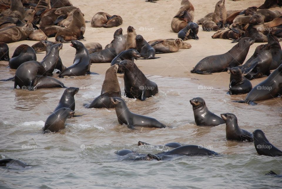 Cape Fur Seal Colony, Walvis Bay, Namibia