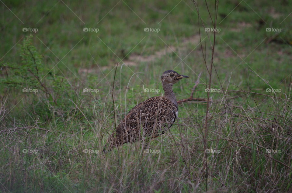 South African bird