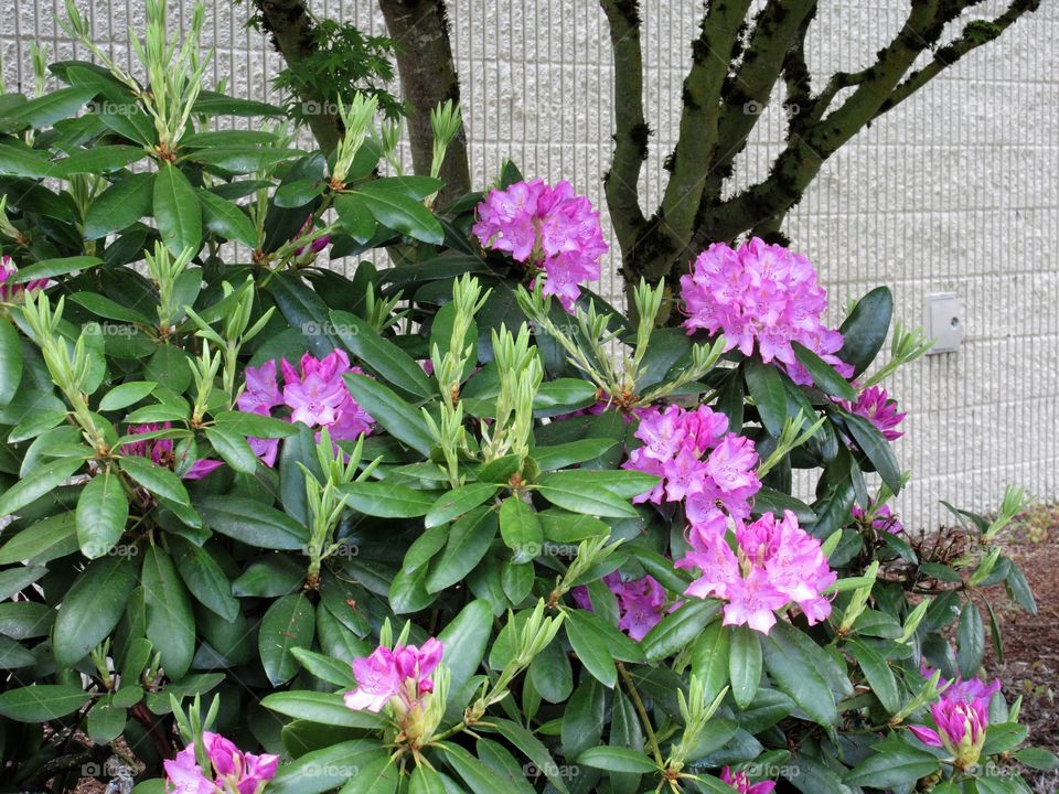 rhododendron