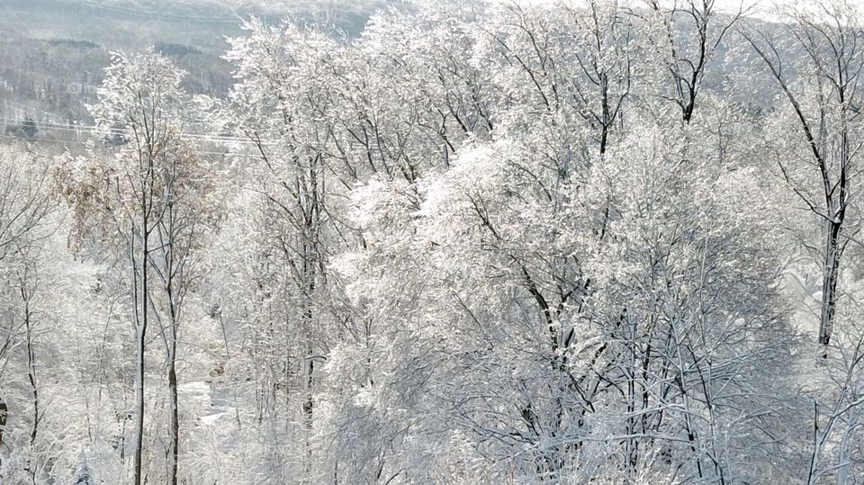 The first snow in the treetops 