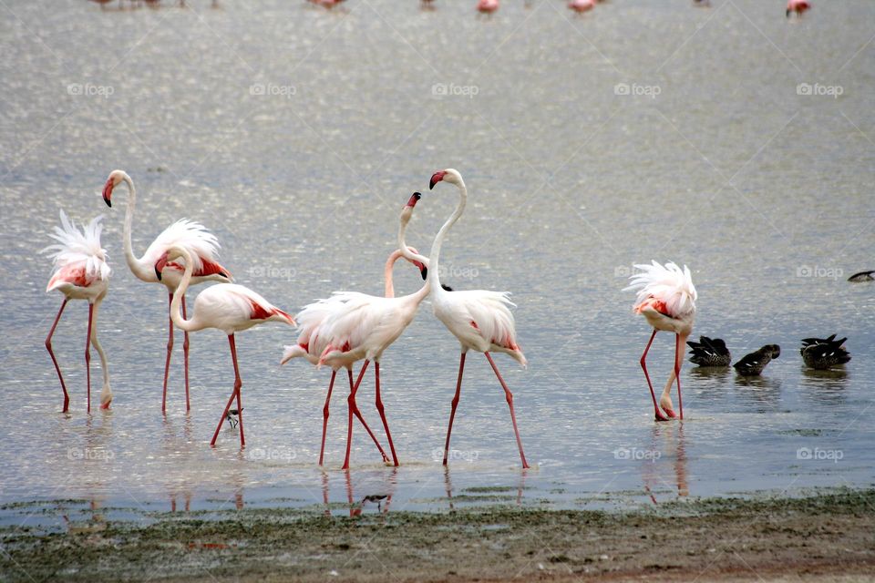flamingos